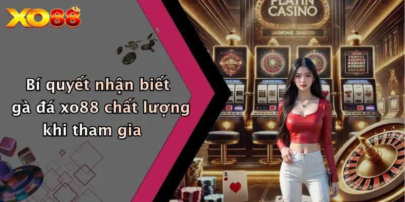 Bí quyết nhận biết gà đá XO88 chất lượng khi tham gia