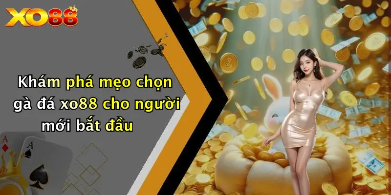 Khám phá mẹo chọn gà đá XO88 cho người mới bắt đầu